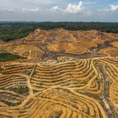 Öljypalmuviljelmä Leuserin kansallispuiston reunalla Acehissa, Indonesiassa.