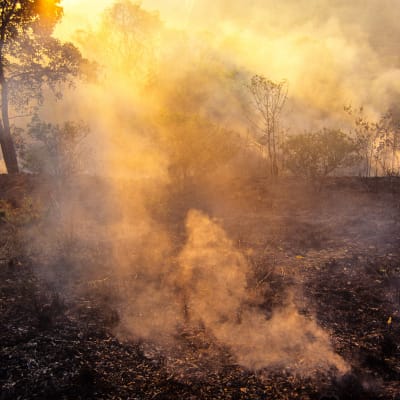 Sademetsää poltetaan karjatalouden tieltä Parán osavaltiossa Brasiliassa.