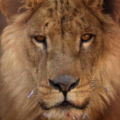 Simba-leijona kuvattuna 21. helmikuuta.