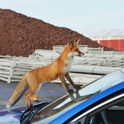 En räv står utanpå en bils vindruta.