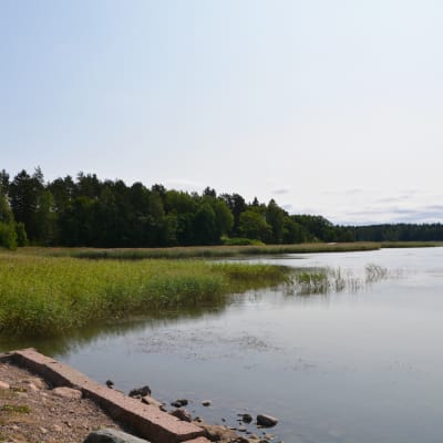 På bilden syns en skogbevuxen udde i Lovisaviken. Här kommer Drottningstranden att byggas.