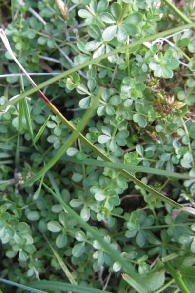 En grön växt av arten stenmåra.