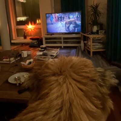 Koira katsoo olohuoneessa televisiota, kuva koiran pään takaa.