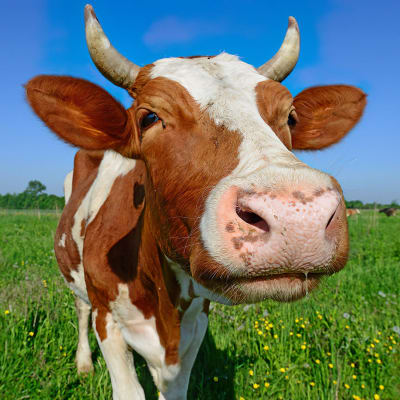 Lehmä niityllä.