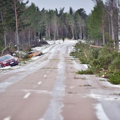 Två bilar i diket på sidan om en väg, stormskadade träd ligger ett virrvar på andra sidan vägen