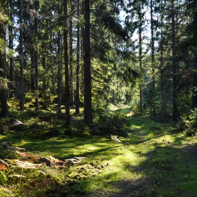Metsämaisema