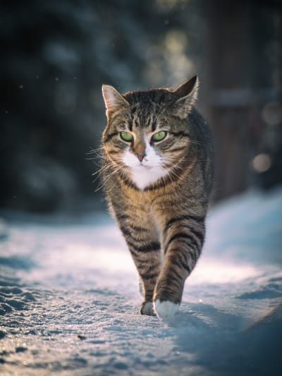 En katt tassar fram i snön.