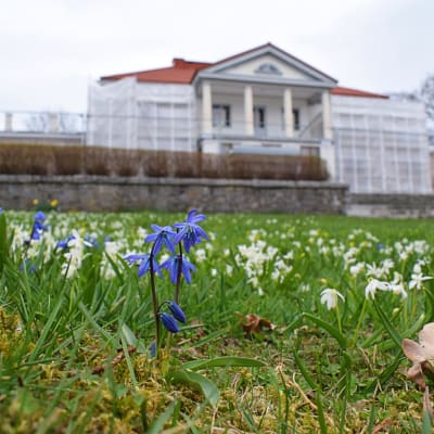 Blåa och vita vårblommor på gräsmattan framför den ståtliga vita huvudbyggnaden på Söderlångvik gård.
