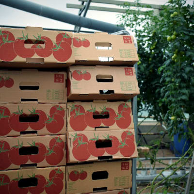 Tomatlådor i staplar inne i växthuset.