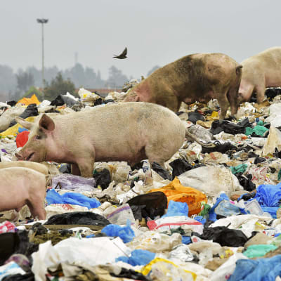 Sikoja tonkimassa jätteitä kaatopaikalla Nairobin lähellä. Muovipussikielto astui voimaan Keniassa 28. elokuuta.