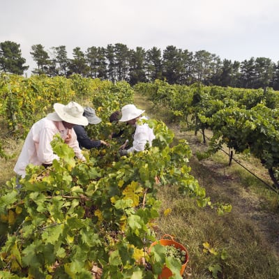 Sesonkityöntekijät keräävät viinirypäleitä Australian Canberrassa.