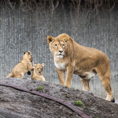 Nämä leijonat ovat Kööpenhaminan eläintarhasta. Pennut ulkoilivat ensimmäistä kertaa 19. helmikuuta.