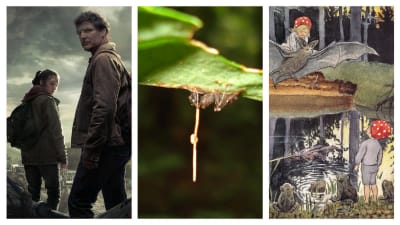 The Last of Us, Ophiocordyceps unilateralis och Elsa Beskows svampbarn
