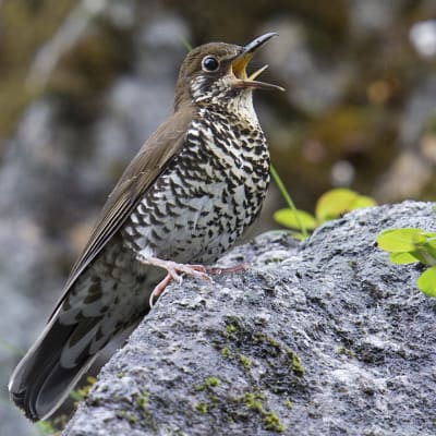 Himalayatrasten nyupptäckt fågelart.
