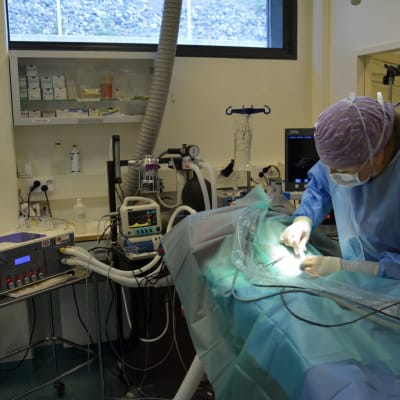 En veterinär opererar en hund i en operationssal. 