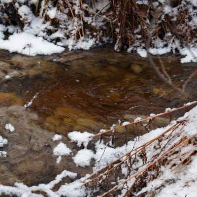 Bajs och urin färger en bäck brun, med vit snö på kanterna.