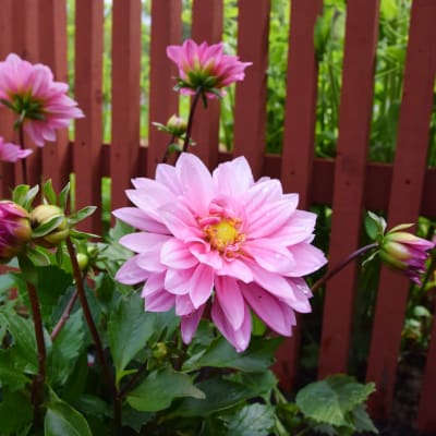 Rosa blommor vid ett staket.