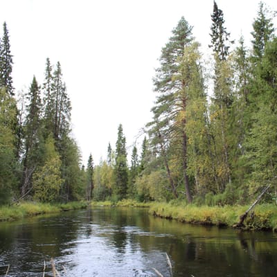 Metsän halki virtaava pinei joki.