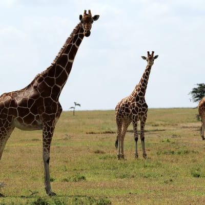 Ol Pejeta Conservancy, Kenia.