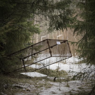 Supikoiran loukku.
