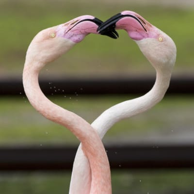 Flamingot kaulailivat ystävänpäivänä Ramat Ganin eläinpuistossa Tel Avivissa.