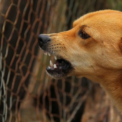 Hund som visar tänderna