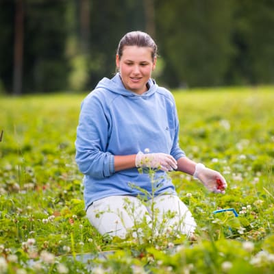 Harkovasta Ukrainasta kotoisin oleva Anna Korniets kerää mansikoita Mattilan luomutilalla Nurmijärvellä. Hän kehuu olosuhteita erinomaisiksi.