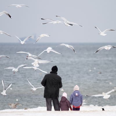 Isä ja lapset ruokkivat lokkeja itämeren rannalla Gdańskissa.