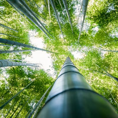 Bambumetsä