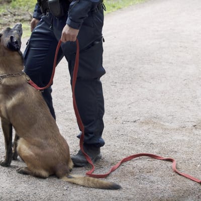 Poliisi ja poliisikoira.