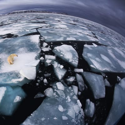 Jääkarhu jäälautalla, Svalbard Norja.