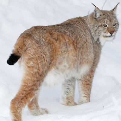 Ilves lumessa