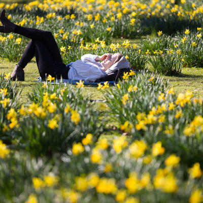 Keväinen narsissipuisto Lontoossa 25. helmikuuta.