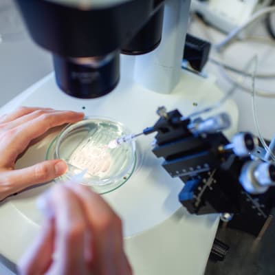 Petrimaljalta tutkitaan mikroskoopilla CRISPR-Cas9 prosessia.