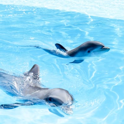 Delfiinejä akvaariossa