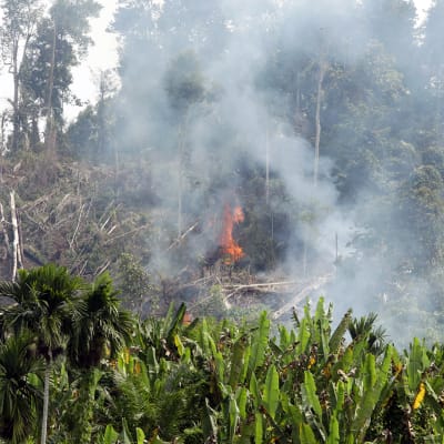 Metsää poltetaan  palmuöljyplantaasin takia Indonesiassa.