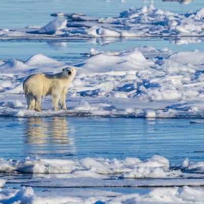 Jääkarhu ajojäällä Grönlannissa.