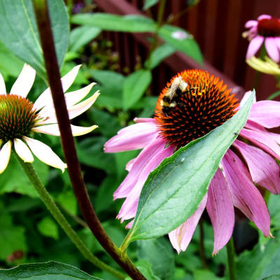 Röd rudbeckia i blom med humla