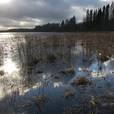 Kuivasjärven pohjoispään rehevöitynyttä rantaa Parkanossa