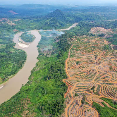 Palmuöljyplantaaseja hakattua metsää Indonesiassa.