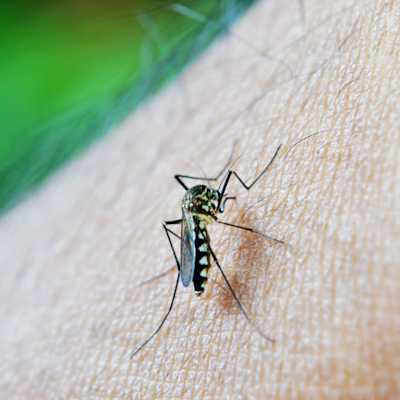 Mygga suger blod från människa. 
