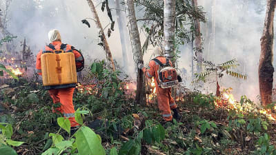 Två brandmän går i brinnande regnskog i Amazonas.
