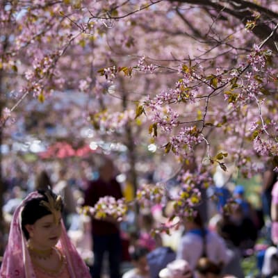 Flicka i japansk utstyrsel går under körsbärsträd