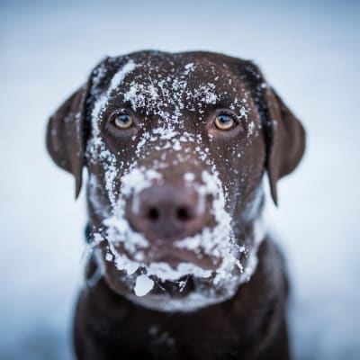 ruskea labbis, jolla lunta naamassa