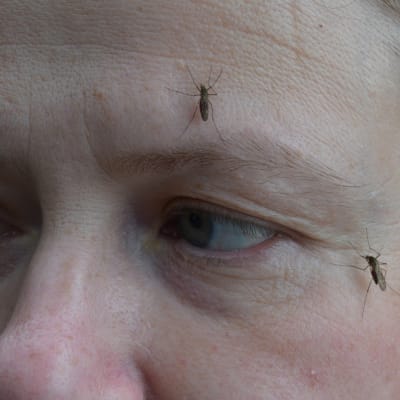 Kaksi hyttystä naisen kasvoilla.