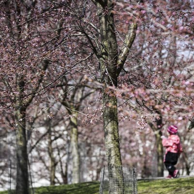 Ulkoilijoita Roihuvuoren kirsikkapuistossa Helsingissä 2. toukokuuta.