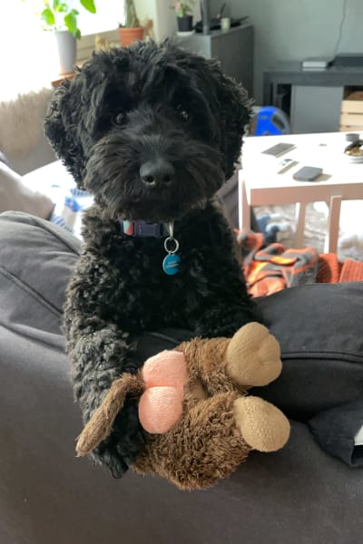 Hund med sin leksak.