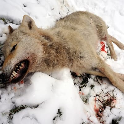 Rautavaaralla poikkeusluvalla kaadettu susi makaa kuolleena lumihangella.