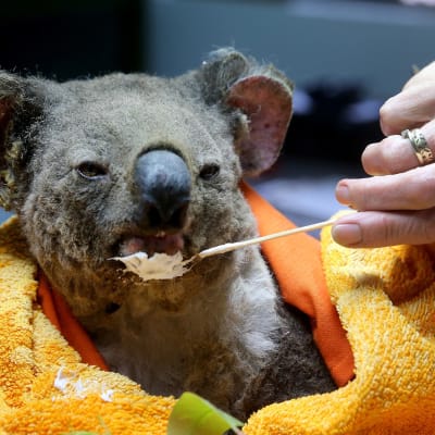 Palovammoja saanutta koalaa hoidetaan Port Macquarien koalasairaalassa.