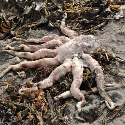 kuollut mustekala Kamchakan rannallla